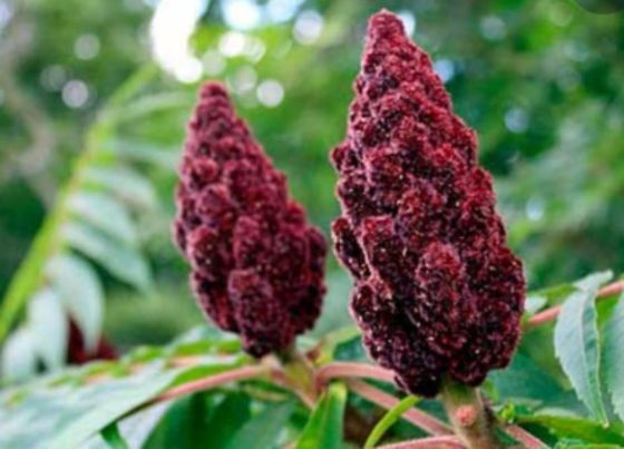 ซูมัค (Sumac) เครื่องเทศ ดีที่สุดในโลก