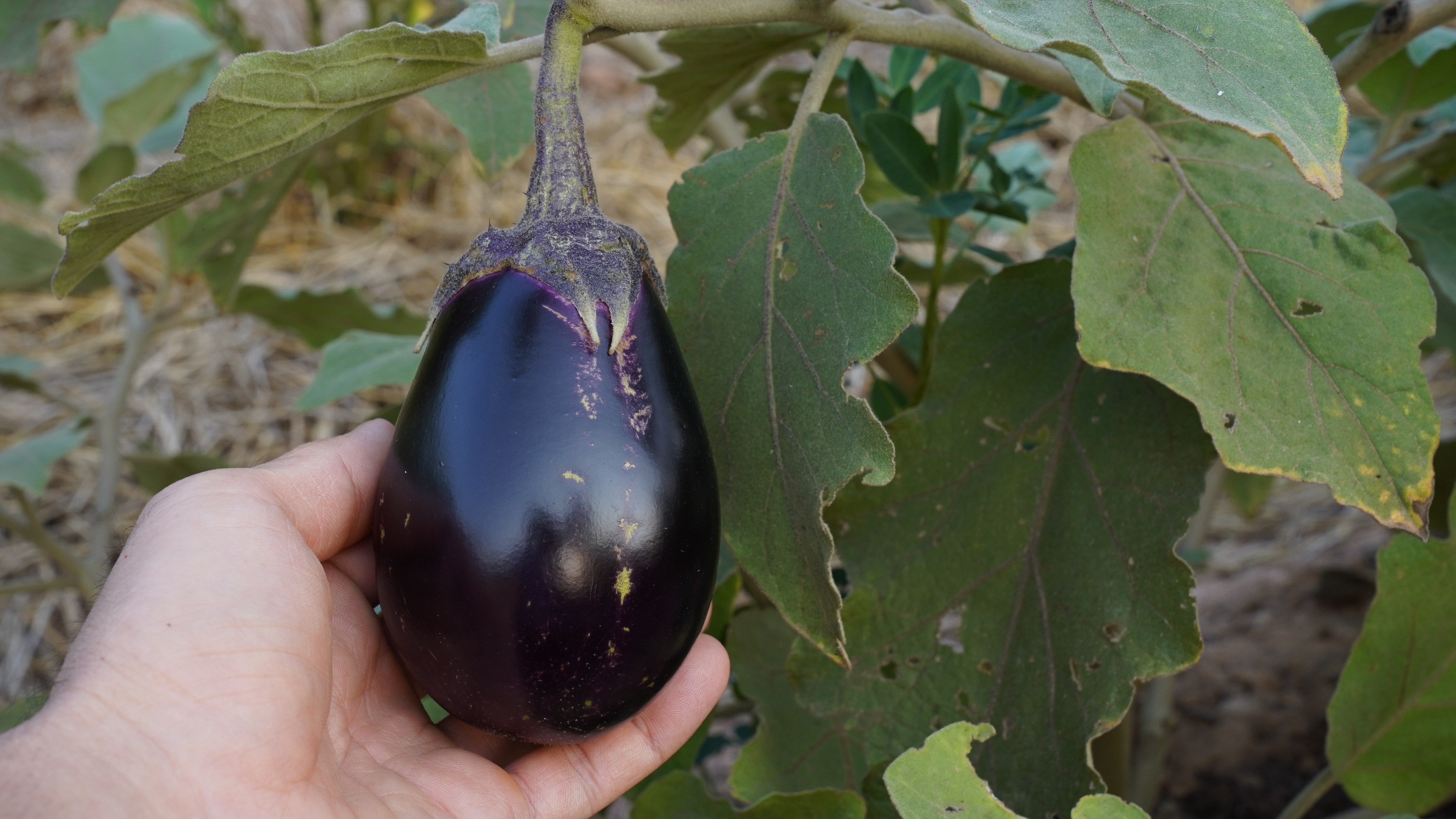 มะเขือม่วงนีออนอินทรีย์ แพ็ค 300-400กรัม