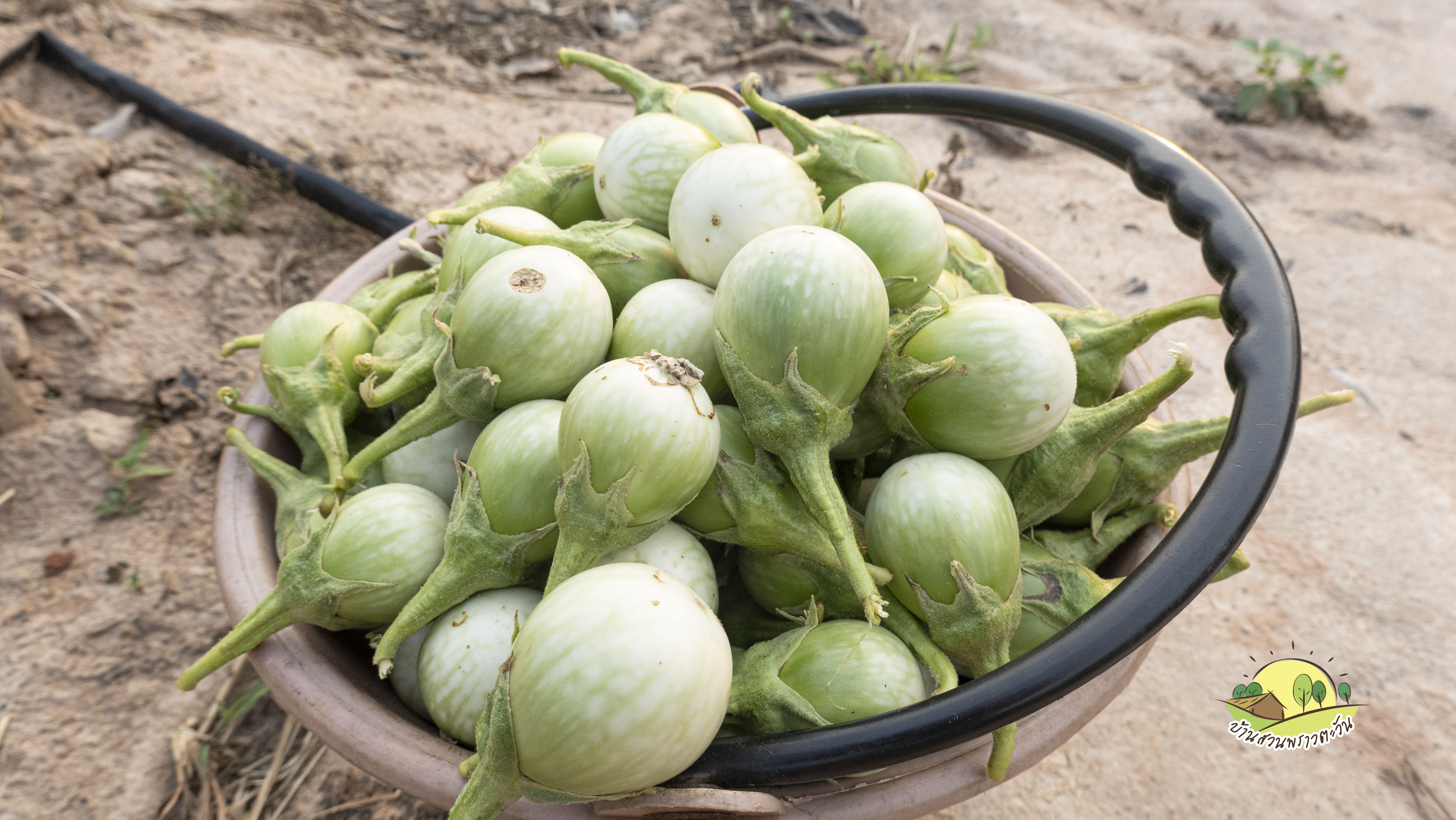 มะเขือแกงเขียวหวาน (มะเขือเปราะ) บรรจุ 500กรัม