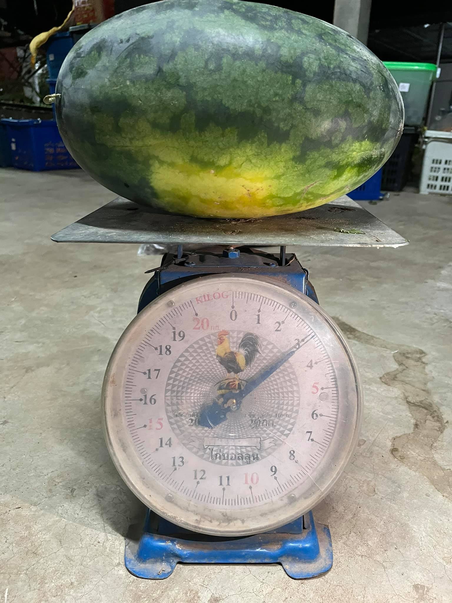 แตงโมอินทรีย์ 100%