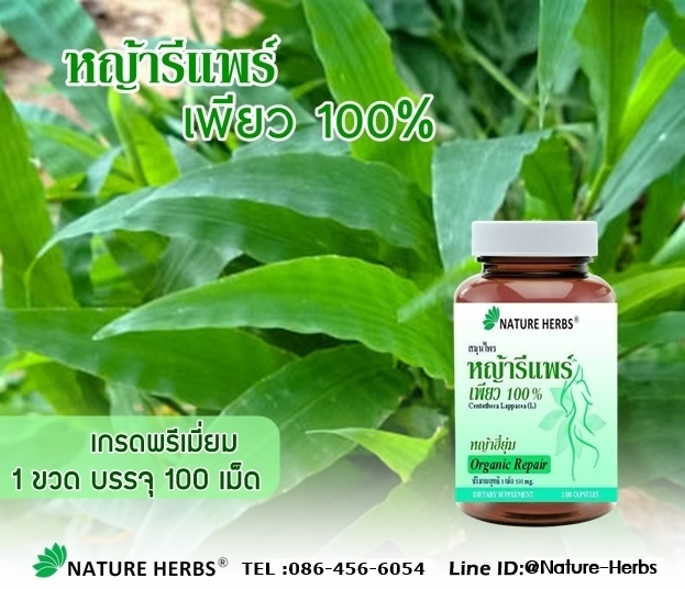 หญ้ารีแพร์ เพียว 100% แคปซูล 100 เม็ด 1 กระปุก แถมฟรี!! ชาสมุนไพรผัวหลง ขนาด 5 ซอง 1 ห่อ