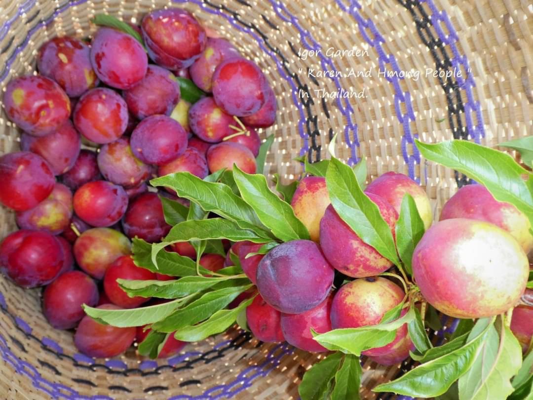 ลูกไหนหรือพลัมแดง🍅🪴พันธุ์แดงอินเดียผลใหญ่ ( Red India Plum ) "