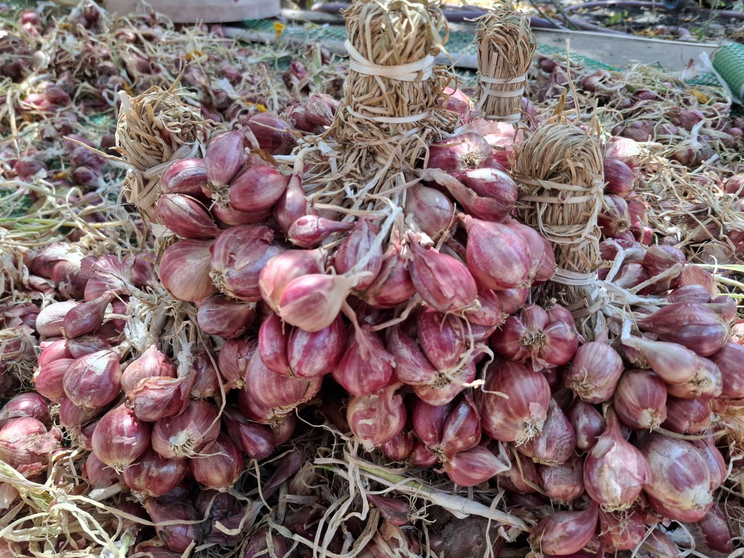 จัดโปรหอมแดง 5 กก. หอมแดงออแกนิค บ้านสวนพราวตะวัน