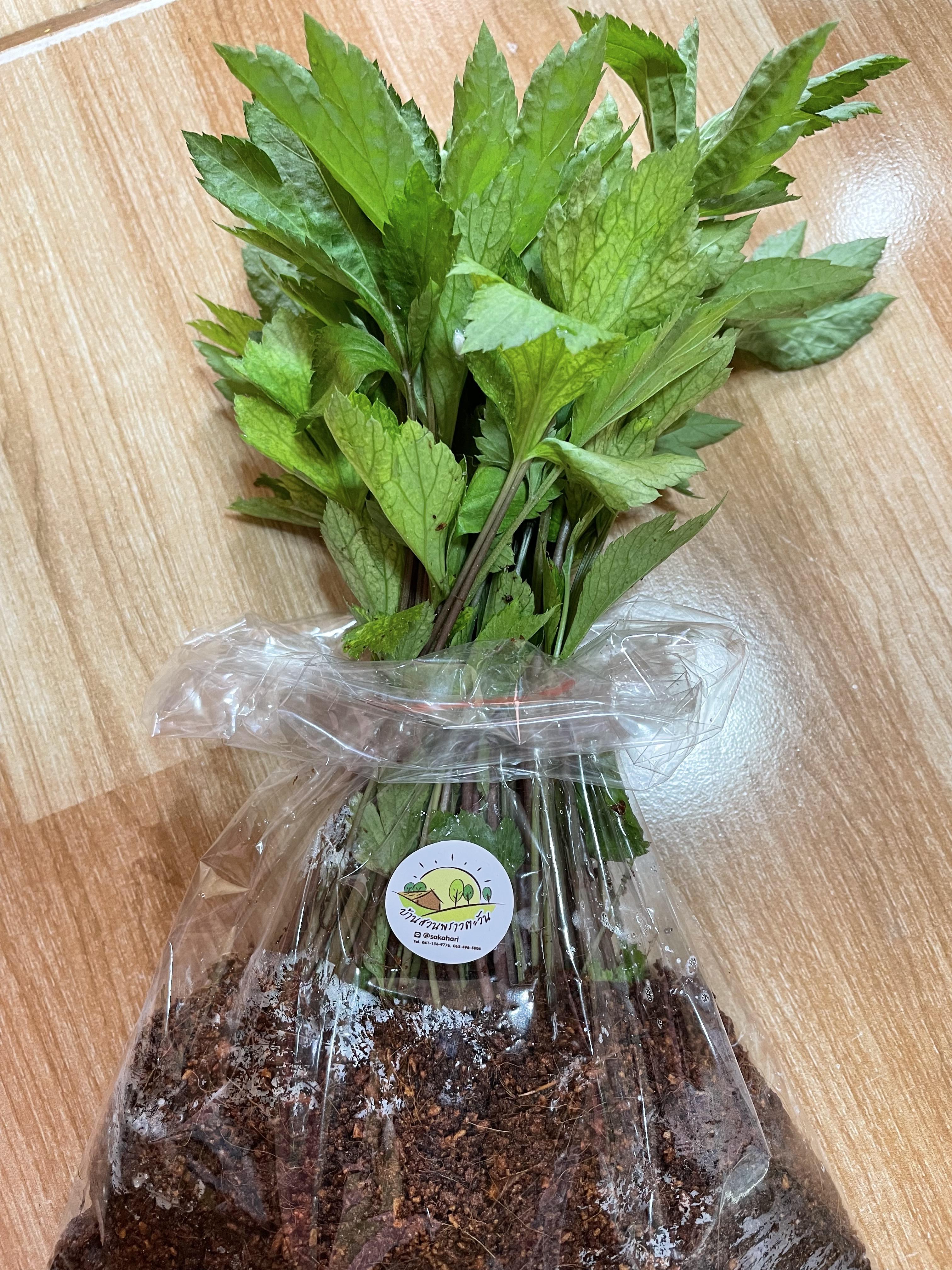 ต้นพันธุ์จิงจูฉ่ายชุดละ 10 ต้น