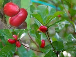 #ต้นมิราเคิล #ต้นไม้มหัศจรรย์ ต้นชำให้ผลไว พร้อมปลูกคะ