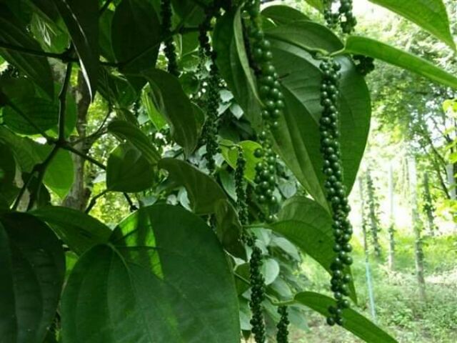 พริกไทยดำเม็ดเกรด🅰1 kg