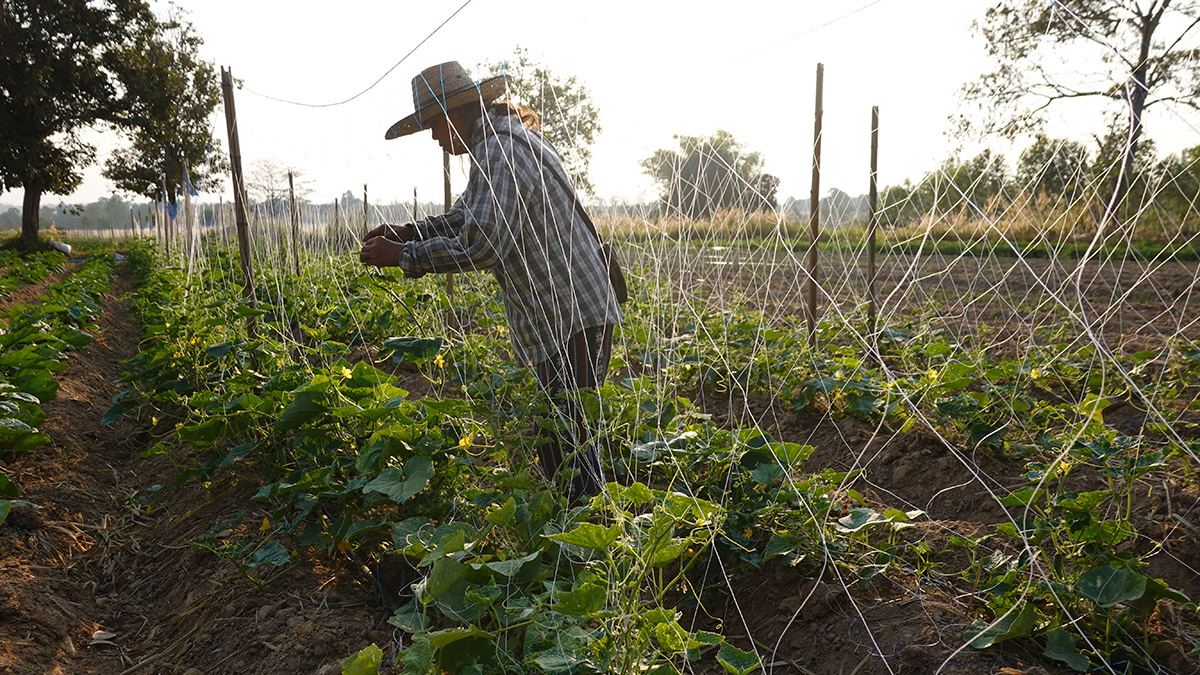 แตงกวาอินทรีย์ 1 กก.