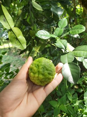 ลูกมะกรูด ออแกนิก 1,000 กรัม