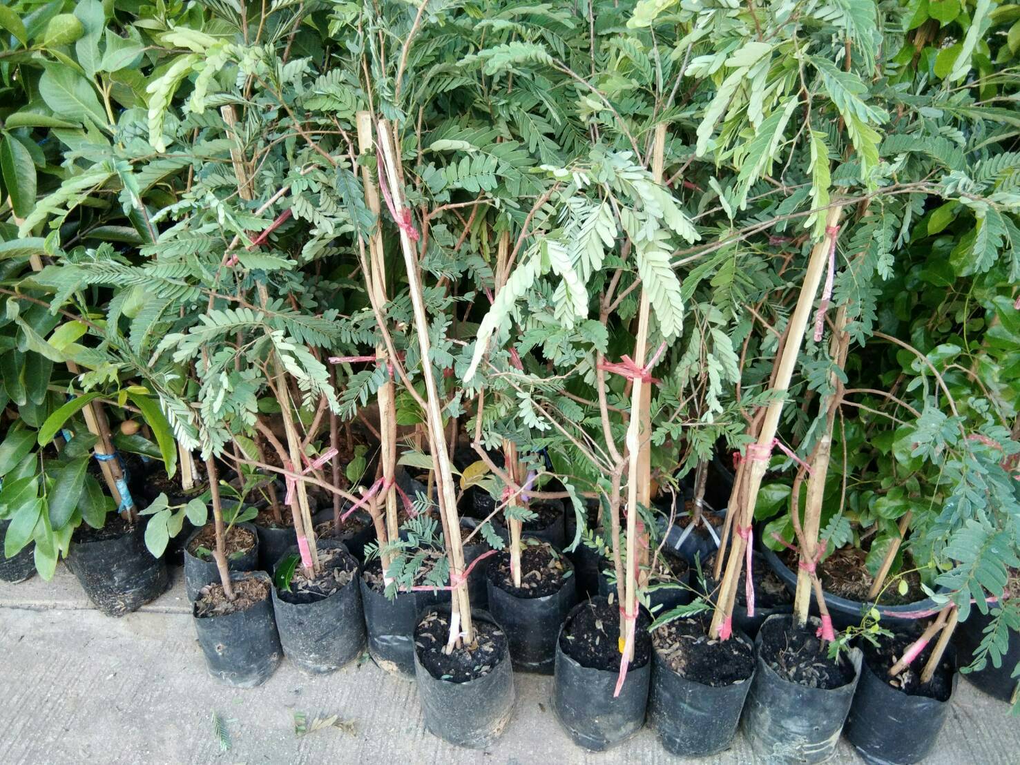 ต้นมะขามแดงสยาม