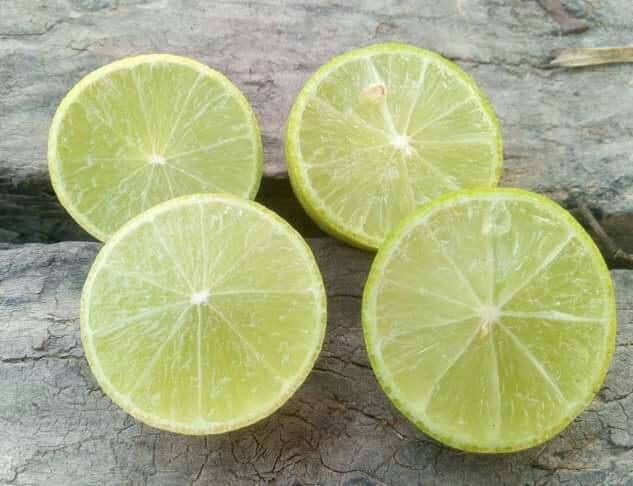 #มะนาวแป้นสุขประเสริฐ ไร้เมล็ด พันธุ๋ผสมระหว่างมะนาวแป้นพิจิตรและแม่ลูกดก น้ำเยอะ รสเปรี้ยว หอมแรง