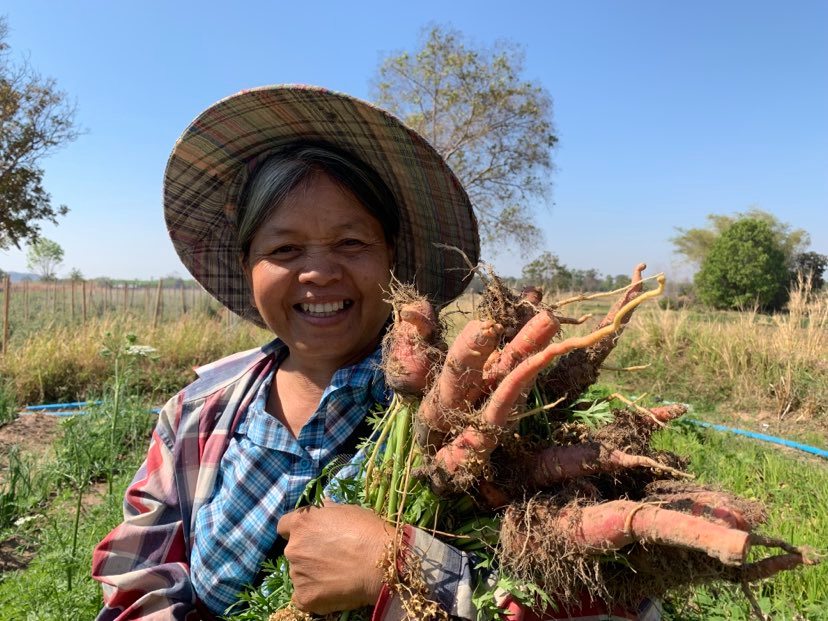 แครอท รวม 1 กก. แครรอทอิรทีย์ 100% บ้านสวนพราวตะวัน