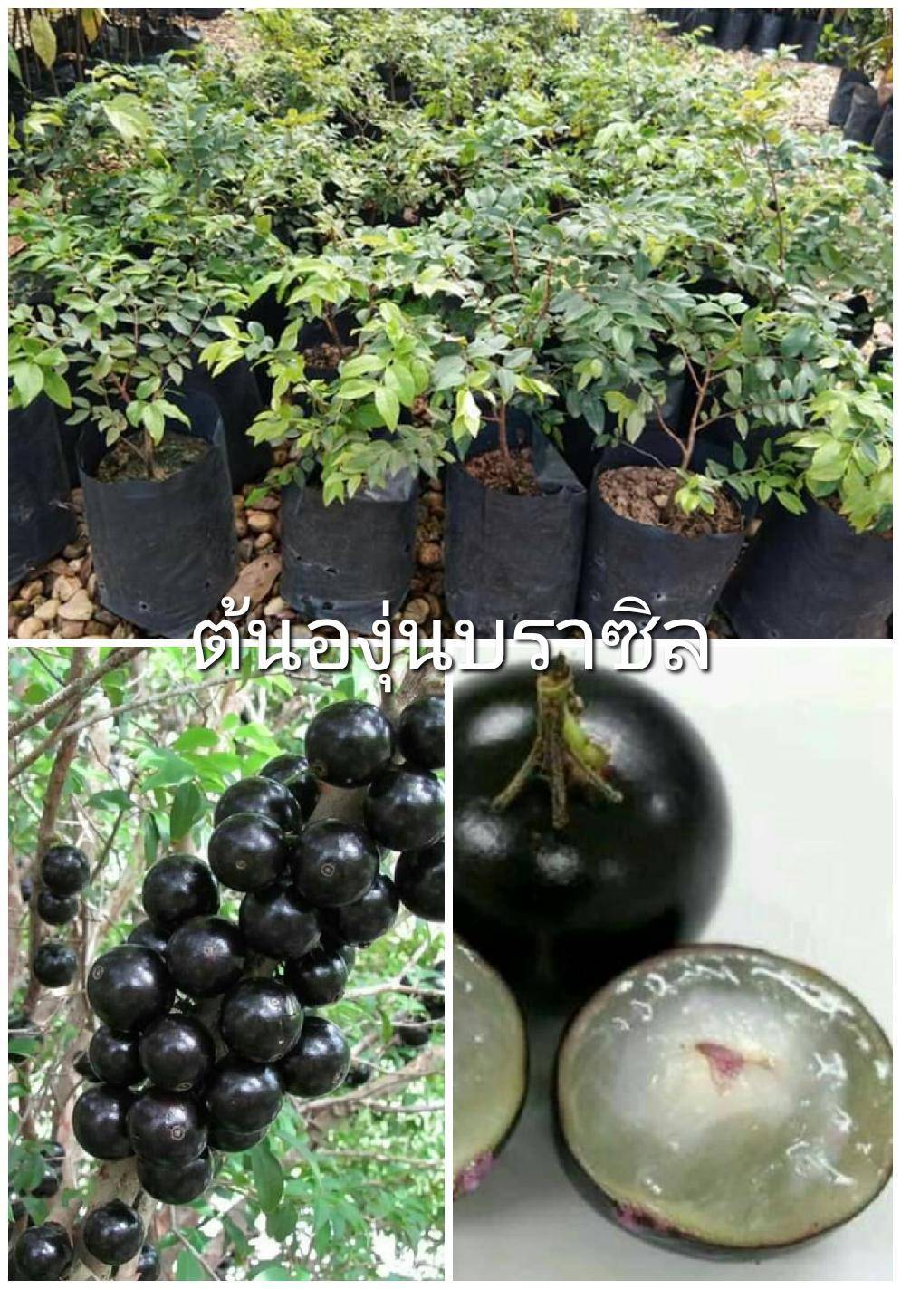 ต้นองุ่นบราซิล หรือ ฌาบูชีกาบา หรือ Jabuticaba