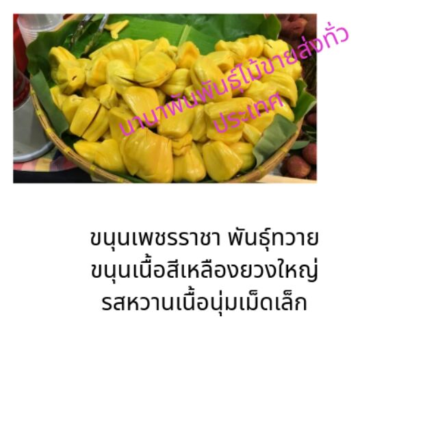 ต้นขนุนเพชรราชา ขนุนเพชรราชาพันธุ์ทวายขนุนเนื้อสีทองยวงใหญ่รสหวานเนื้อนุ่มเมล็ดเล็ก แม่ค้านิยมนำมาขาย