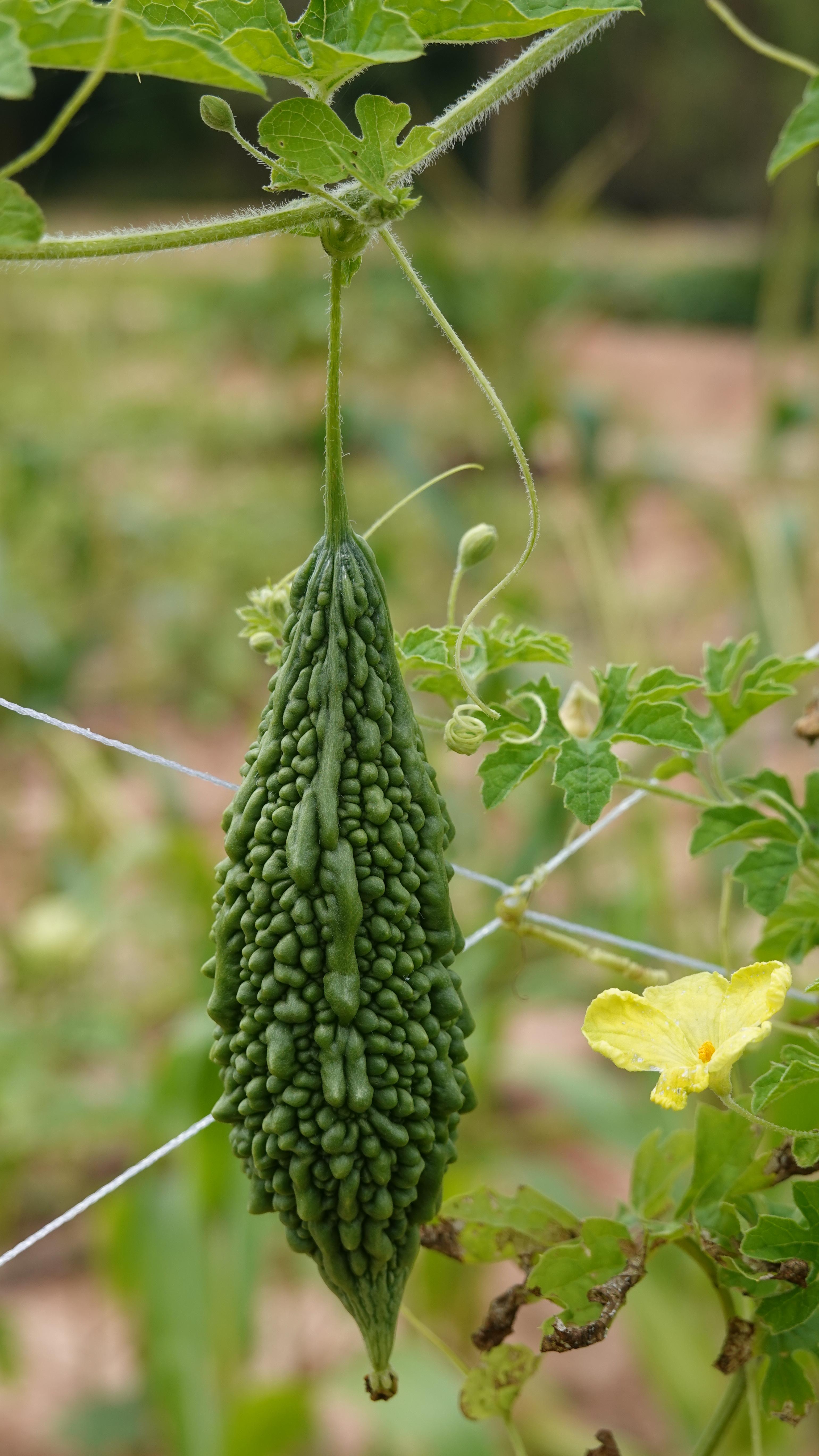 มะระญี่ปุ่นอินทรีย์ไร้สารพิษ