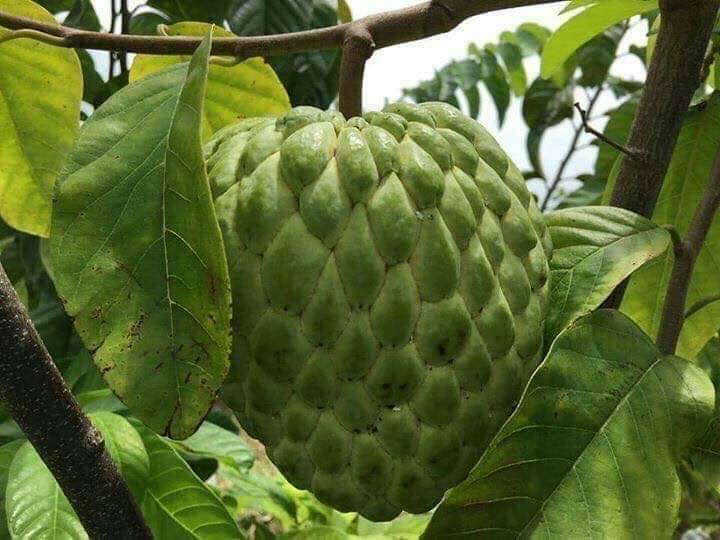 ต้นน้อยหน่าเพชรปากช่อง เสียบยอด ต้นสวยพร้อมส่งคะ