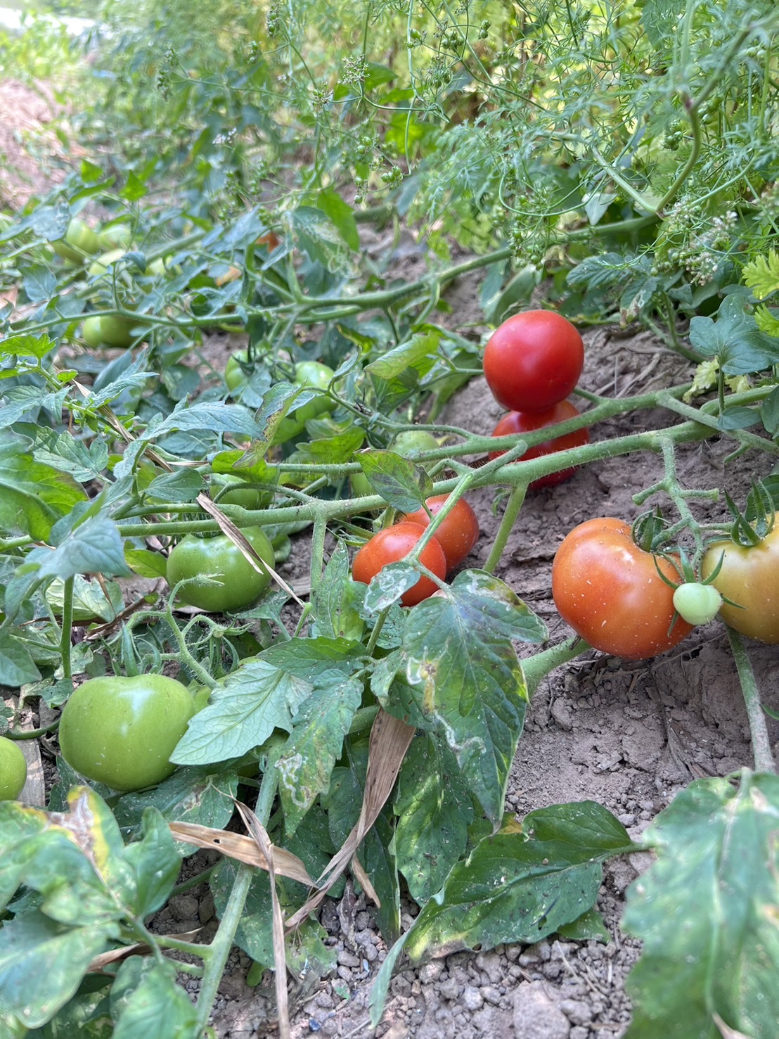 มะเขือหยักพราวตะวัน 500 กรัม