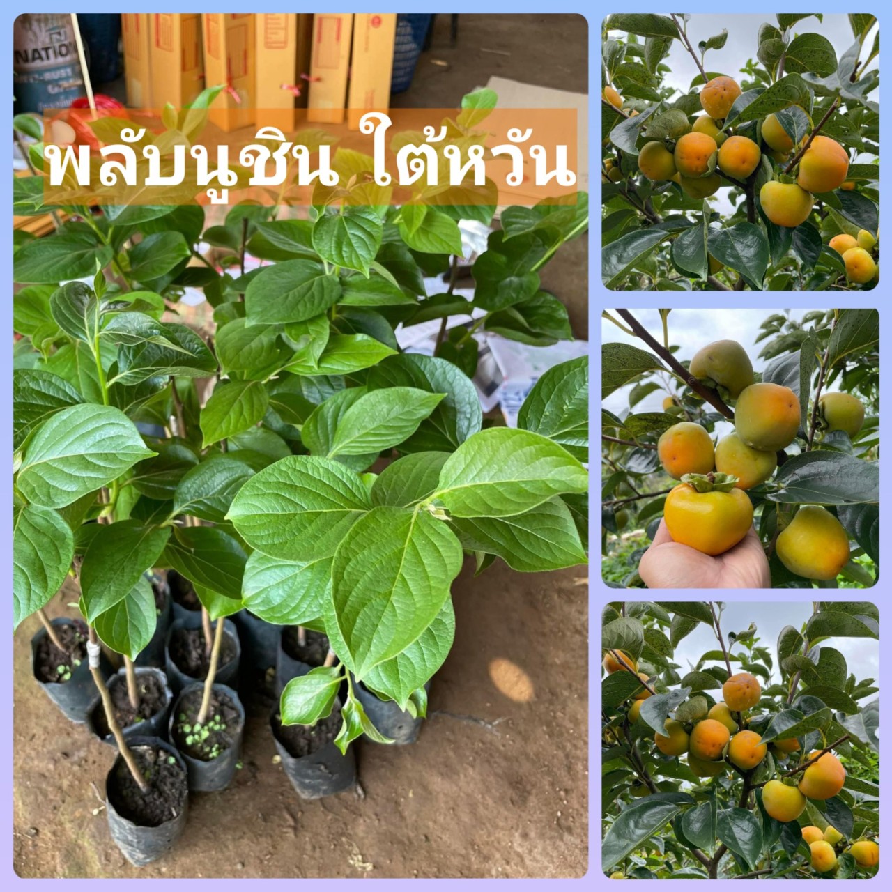 #ลูกพลับพันธุ์นูชิน 🇹🇼 (พันธุ์ไต้หวัน) เสียบยอด