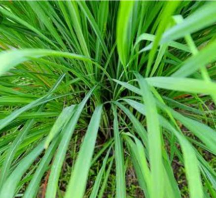 ตะไคร้ ไร้สารพิษ บรรจุ 500กรัม