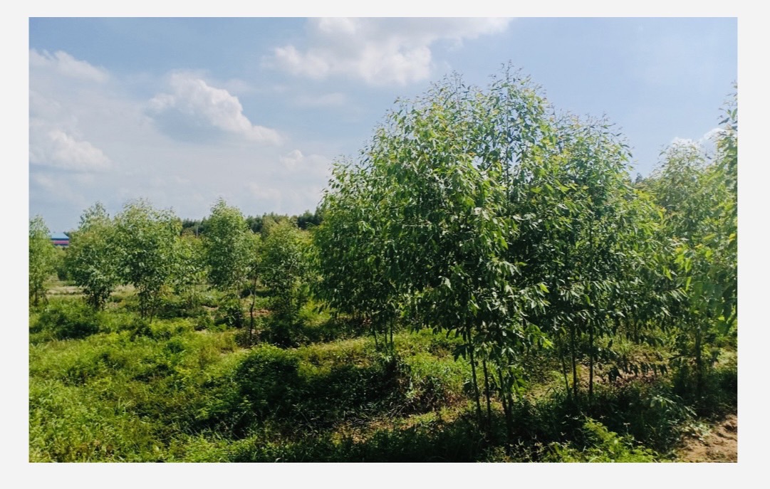 ขายที่ดิน 9-1-55 ไร่ อำเภอศรีมหาโพธิ ปราจีนบุรี ที่ดินติดถนนสองด้าน