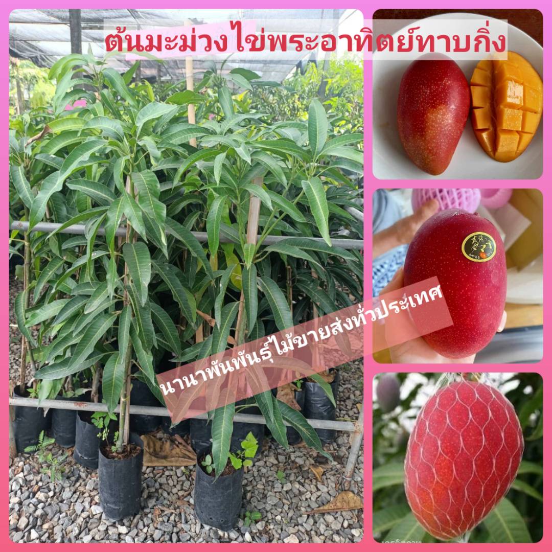 🥭ต้นมะม่วงไข่พระอาทิตย์ทาบกิ่ง สวยๆจ้า