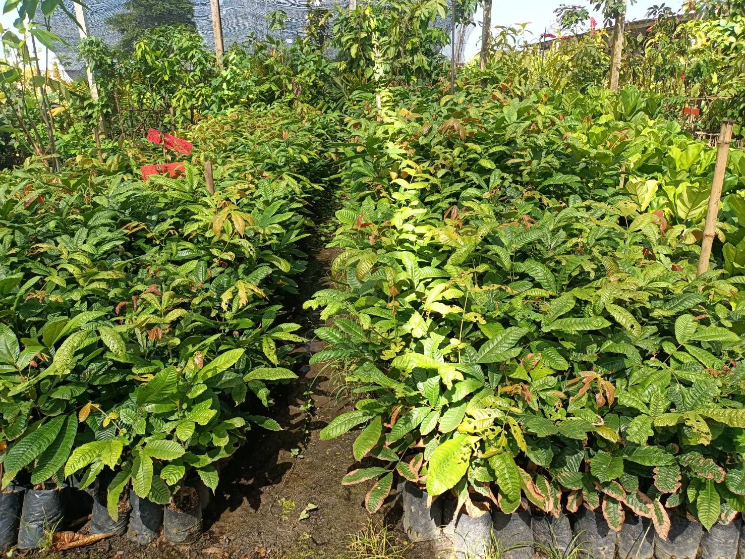 💜ต้นลำใยคริสตัล แปลกรสชาดลำใย+ลิ้นจี่ กลิ่นทุเรียน ต้นพร้อมปลูกให้ผลไว