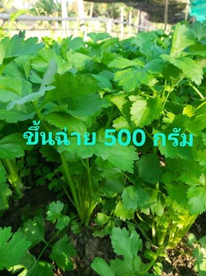 ขึ้นฉ่ายออแกนิค 500 กรัม