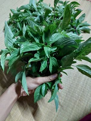 โหระพา ออร์แกนิค 100 กรัม