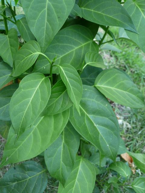 ชาสมุนไพรผักเชียงดา ลดระดับน้ำตาลในเลือด 20 ซอง