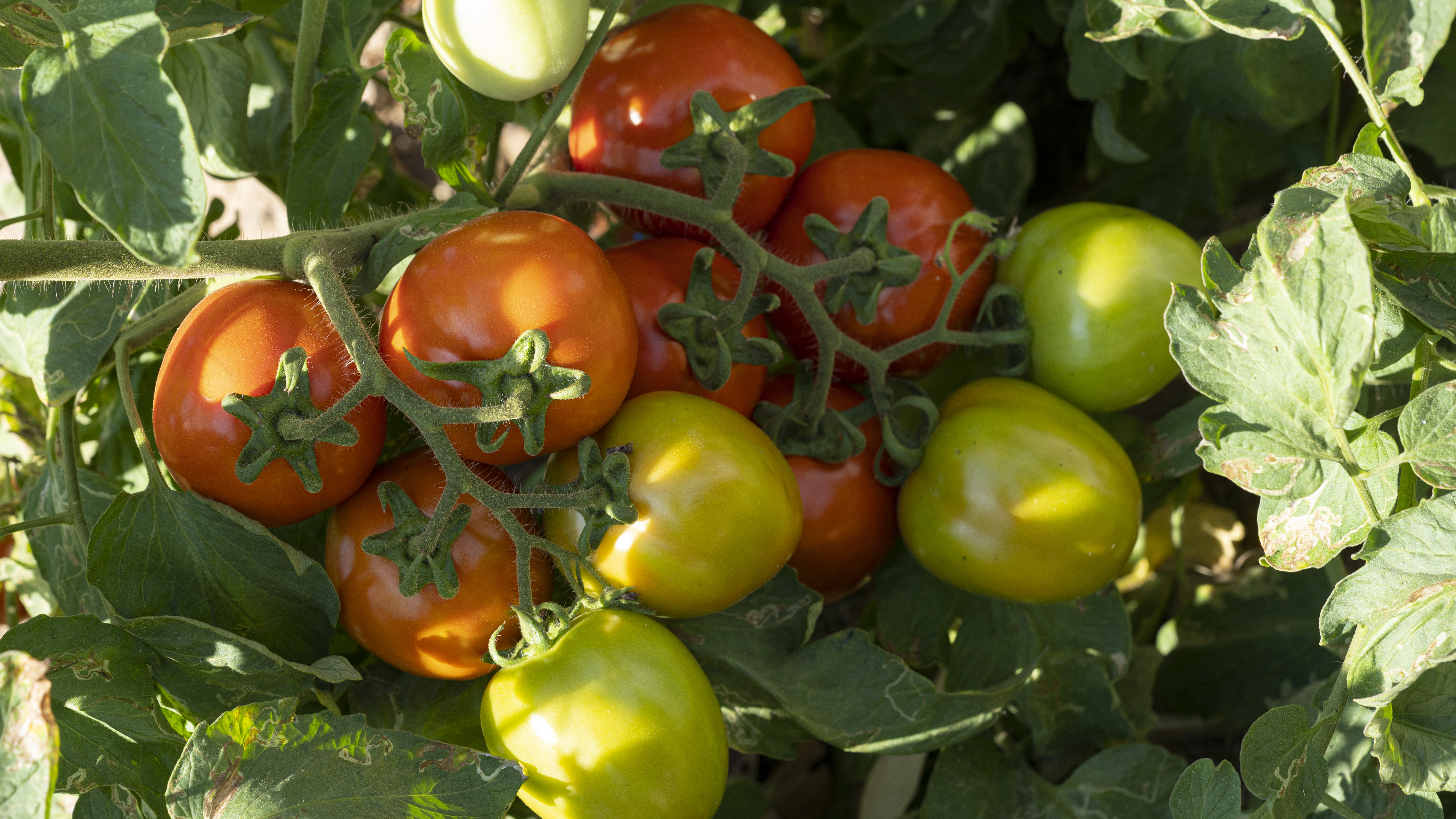 มะเขือเทศลูกท้ออินทรีย100%