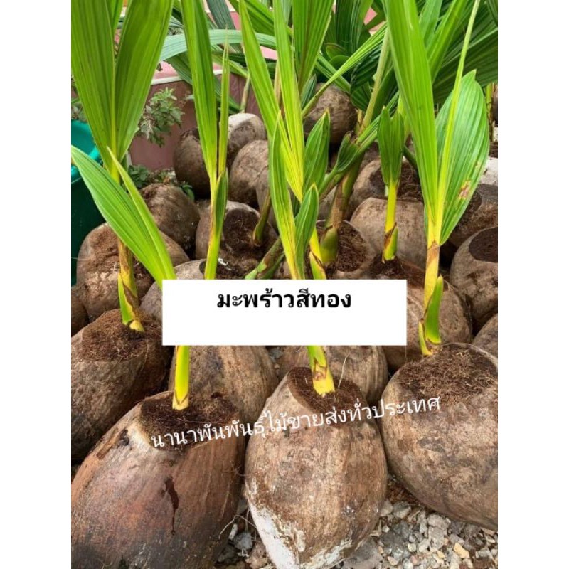 🌴#มะพร้าวสีทอง ต้นกล้าพร้อมปลูก 💢ฟรีค่าส่ง