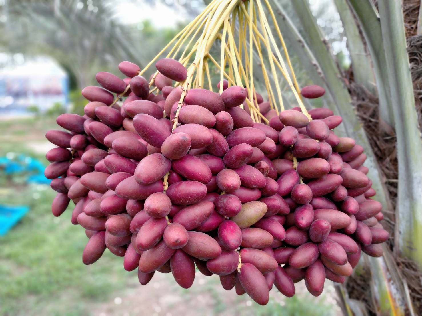 💢#ต้นอินทผาลัมสด เดกเลทนัวร์ " Date Palm : Deglet Nour "