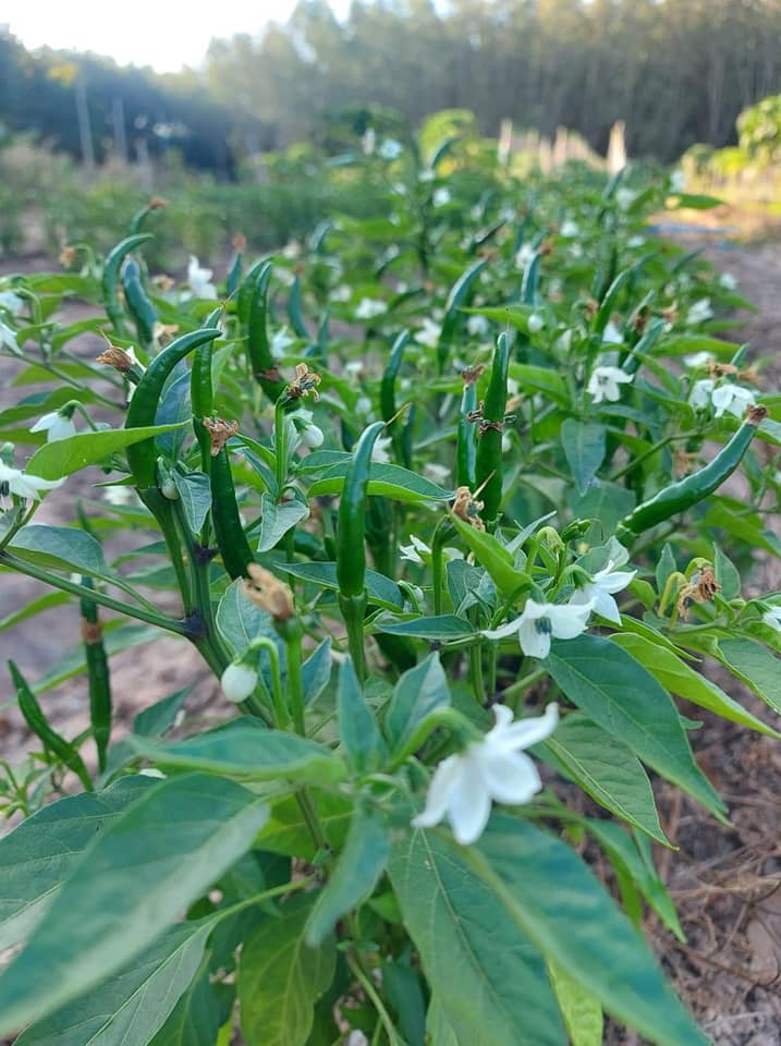 พริกเขียวอินทรีย์100%