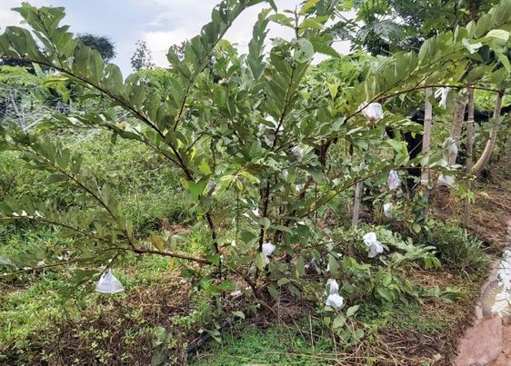 ฝรั่งออแกนิค 1 กก.