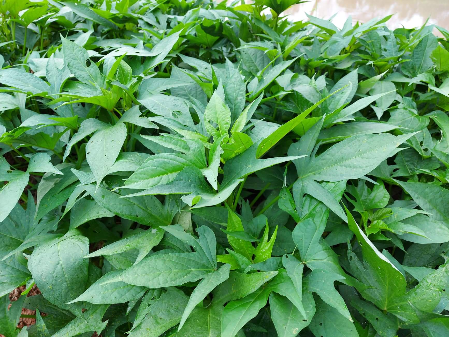 แจกยอดพันธุ์มังกรหยก