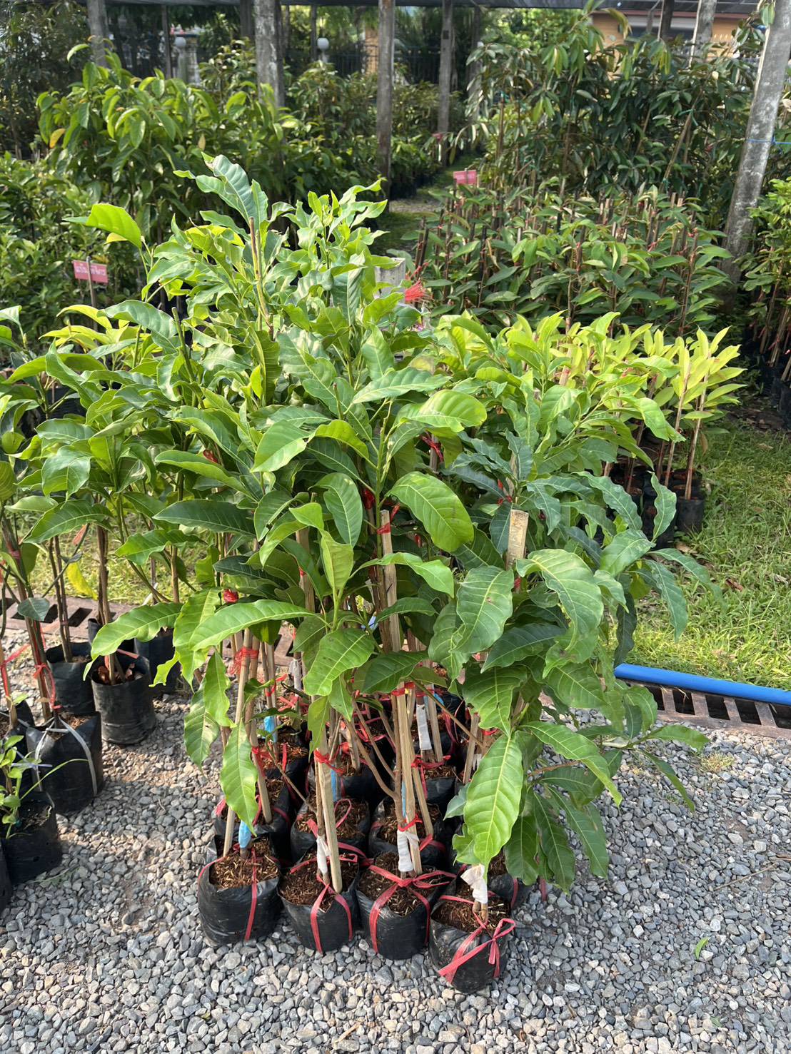 ต้นอะบิวตงมี่ใต้หวันทาบกิ่งขนาด 70-80 cm