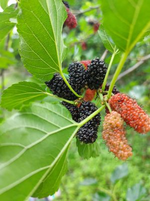 มัลเบอร์รี่ , ลูกหม่อน สด 1,000 กรัม