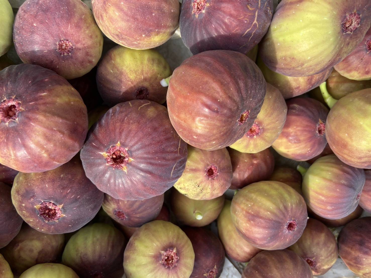 ต้นมะเดื่อฝรั่งbtm 6 ญี่ปุ่น กระถาง 8 นิ้วพร้อมส่ง