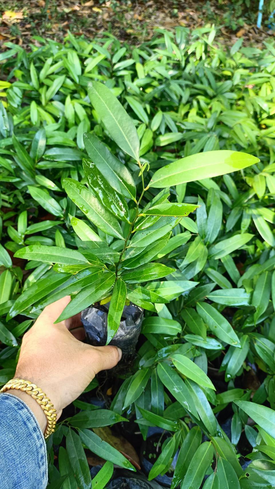 🌺"ลำดวนแดง” นับเป็นพันธุ์ไม้พื้นเมืองที่หายาก