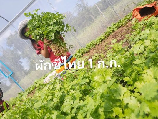 ผักชีไทย ออแกนิค 1000กรัม