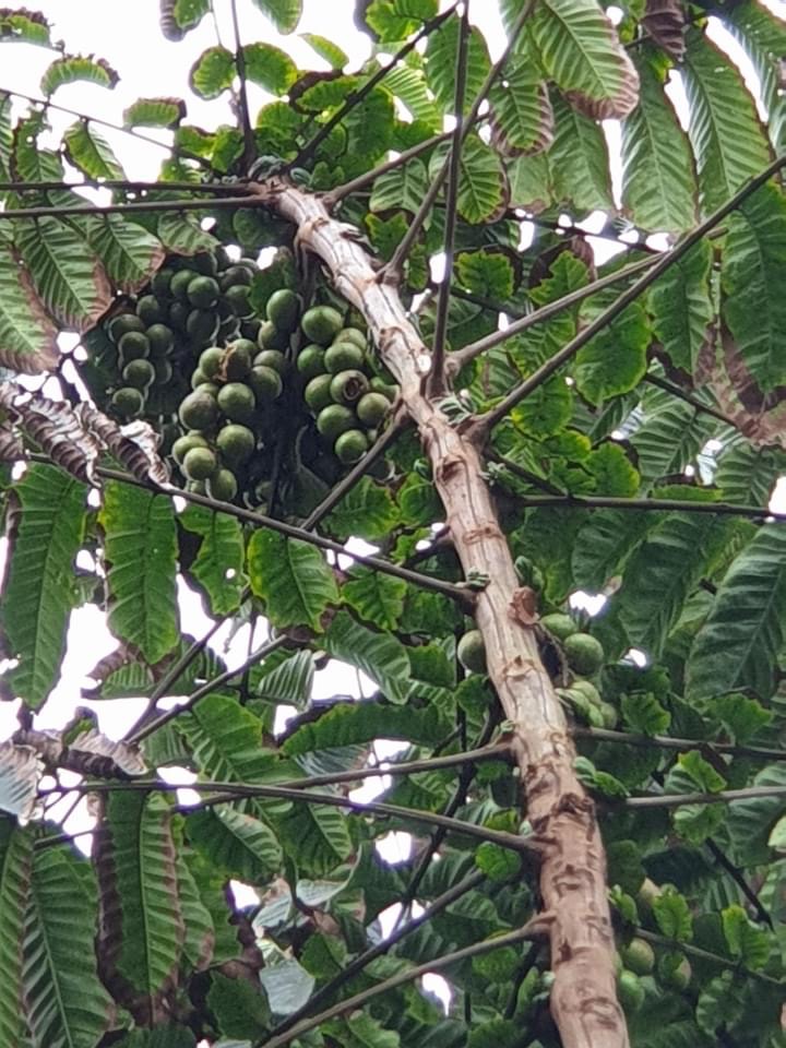 💜ต้นลำใยคริสตัล แปลกรสชาดลำใย+ลิ้นจี่ กลิ่นทุเรียน ต้นพร้อมปลูกให้ผลไว