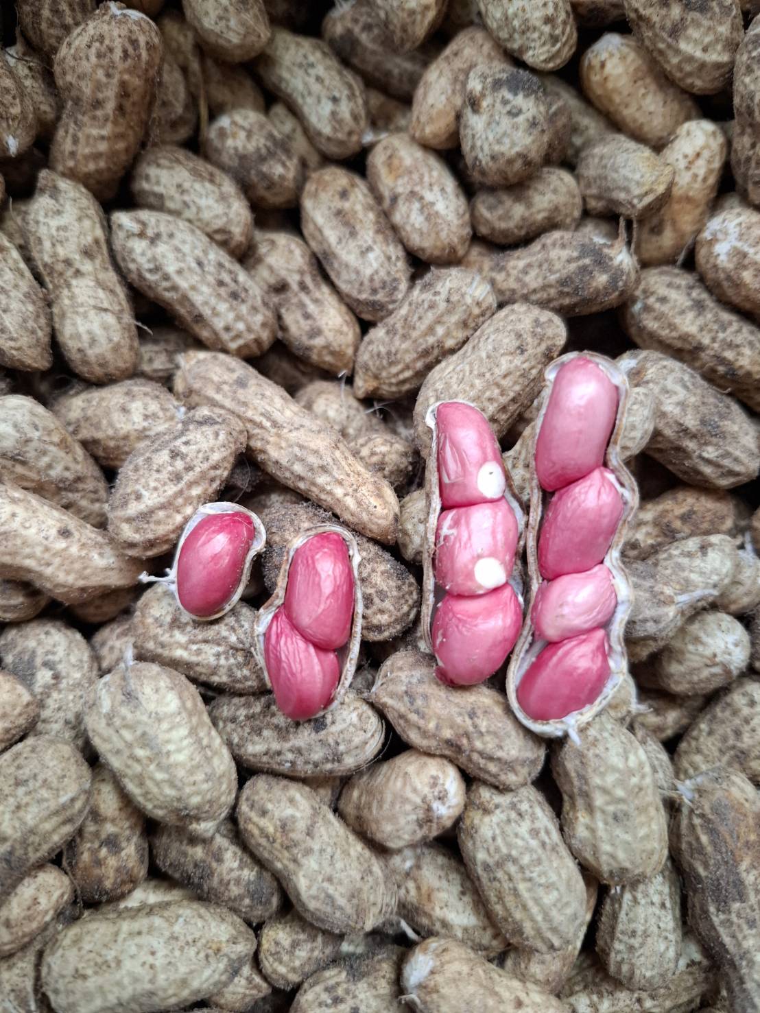 ถั่วลิสงสดอินทรีย์ไร้สารพิษ 500 กรัม