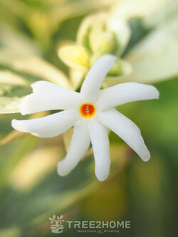 ต้นกรรณิการ์ด่าง