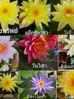 ♥️บัวฝรั่ง เชตชุด9สี 9ดอก 999บาท ส่งฟรี