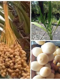 #อิทผาลัมบาฮี #ต้นอินทผาลัม 👉 อินทผาลัมทานกรอบหวานอร่อย