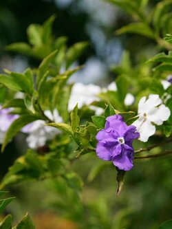 ต้นพุดสามสี