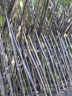 🌚ไผ่ดำญี่ปุ่น ไผ่ที่เหมาะสำหรับตกแต่งรั้วบ้าน สวน ร้านอาหาร อาคารสถานที่ต่าง ๆ