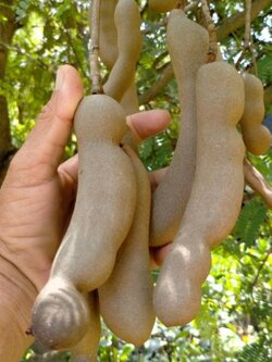 🎊#ต้นมะขามยักษ์ รสชาดเปรี้ยวจิ๊ดจ๊าดสะใจ