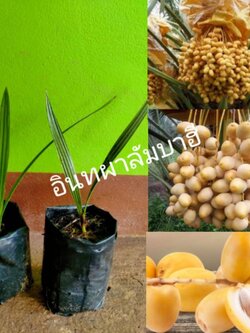 #ต้นอินทผาลัมบาฮีเหลือง อินทผาลัมทานสด ต้นเพาะเมล็ด