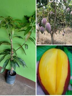 #มะม่วงกุ้ยเฟย 😋มะม่วงทานสุกเนื้อนิ่มหอมอร่อย