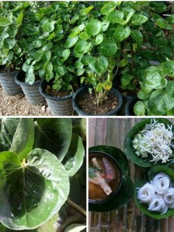 เล็บครุฑลังกา ทรงถ้วยรักษาสิ่งแวดล้อมใบแทนโฟม ทานได้มีประโยชน์มากมาย